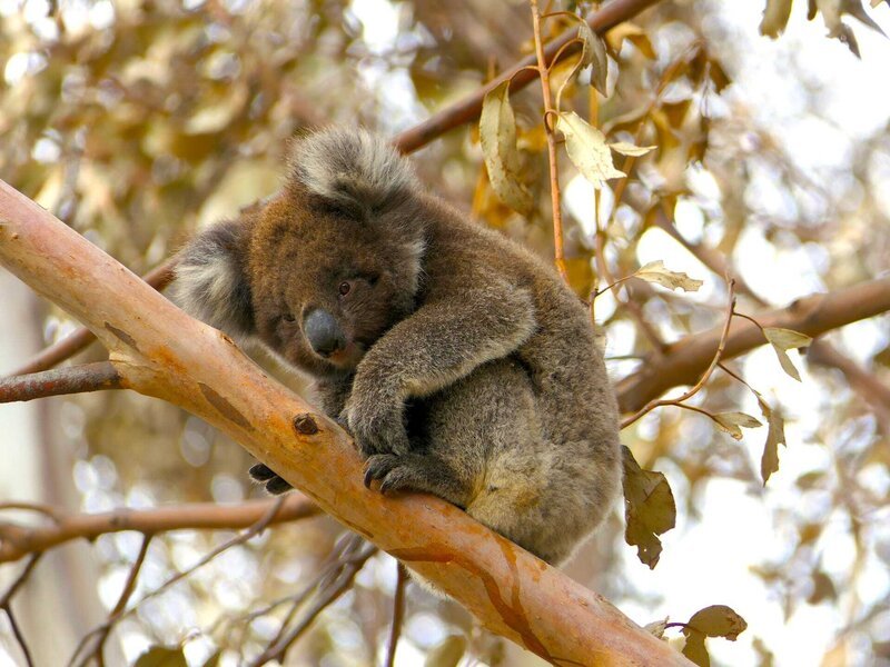 Koala in a tree – Bild: Max Uechtritz