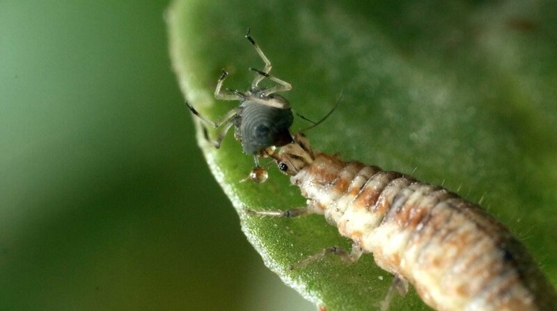 Naturwunder Gemüsegarten fernsehserien.de
