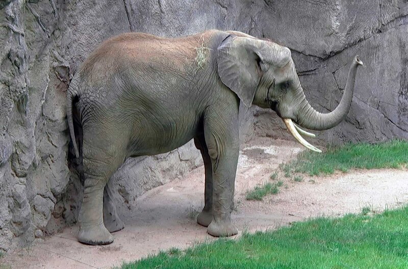 Elefant Tamo im Opel Zoo hat Bauchweh. – Bild: HR