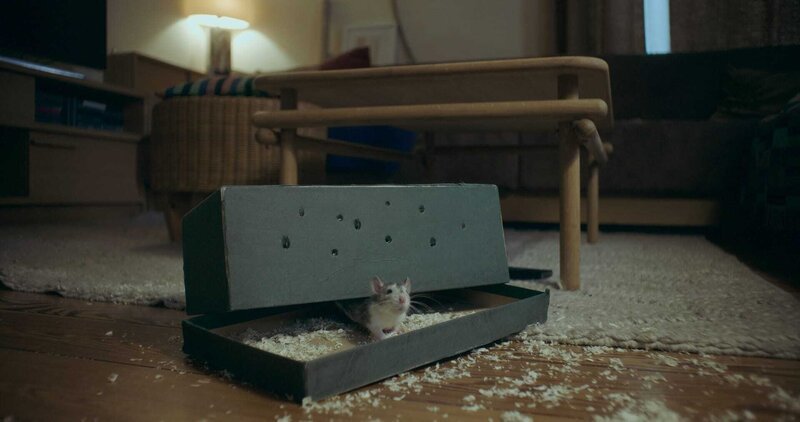 Max’ Ratte Zorro – Bild: ZDF und Klemens Hufnagl./​Klemens Hufnagl