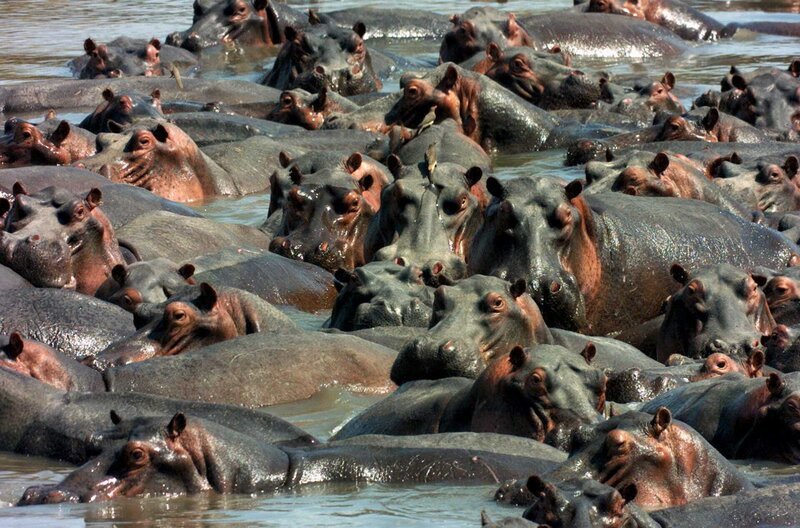 Nilpferde gönnen sich eine Abkühlung im Fluss Okawango. – Bild: Earth Touch USA LLC /​ Nilpferde gönnen sich eine Abkühlung im Fluss Okawango.