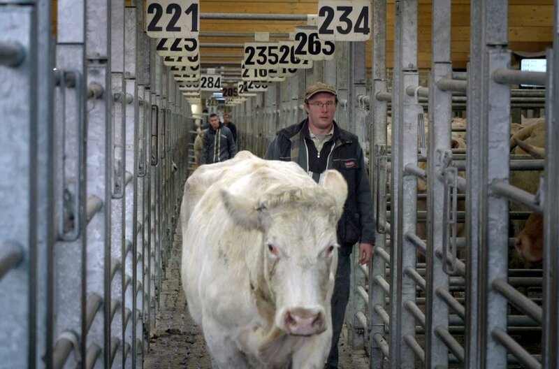 Der Züchter Julien Husquet auf dem Viehmarkt von Saint-Christophe-en-Brionnais – Bild: Elephant Adventures / Der Züchter Julien Husquet auf dem Viehmarkt von Saint-Christophe-en-Brionnais Der Züchter Julien Husquet auf dem Viehmarkt von Saint-Christophe-en-Brionnais – Bild: Elephant Adventures / Der Züchter Julien Husquet auf dem Viehmarkt von Saint-Christophe-en-Brionnais
