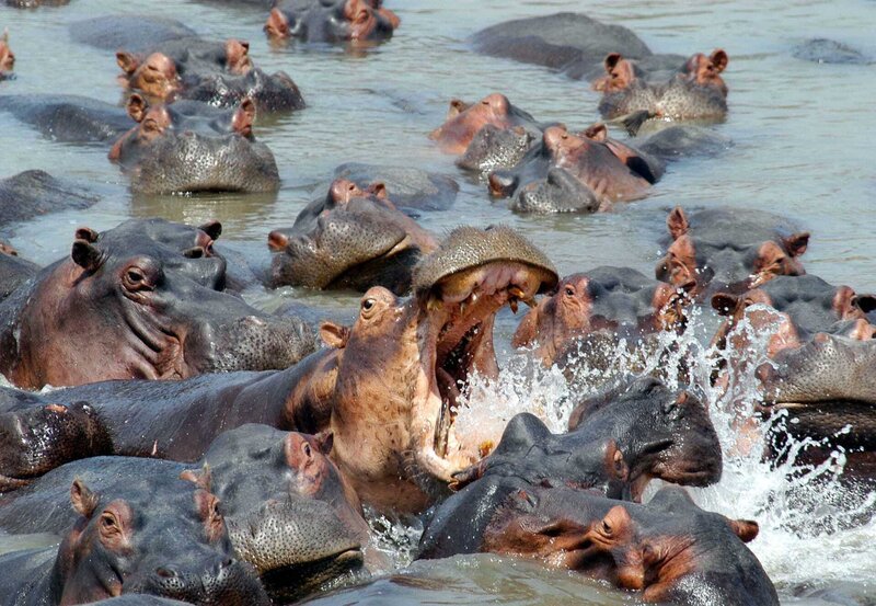 Die Flusspferde finden im Luangwa Fluss eine willkommene Abkühlung. Natürlich ist der Streit um die besten Plätze vorprogrammiert. – Bild: BR/​NDR/​Wildside Aquavision Productions