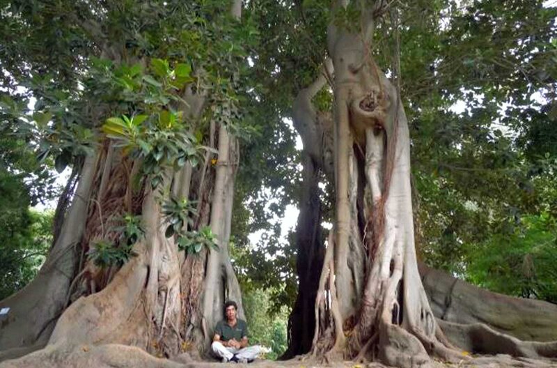 Palermo Renaissance – Bild: 2018/​Rai Com/​ARTE /​ Manlio Speciale sitzt unter einer Mangrove: Der Botanische Garten Palermos war einst der größte botanische Garten Europas. Er beheimatet eine außergewöhnliche Artenvielfalt, bestehend aus Tausenden von Pflanzen  …