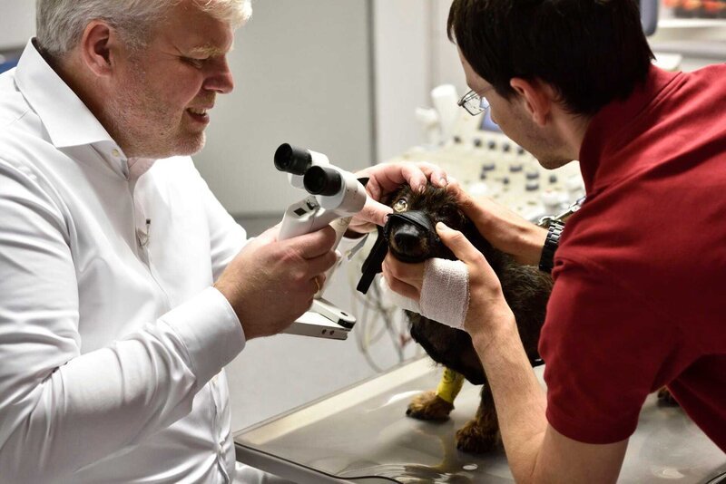Dr. Dirk Remien (l.) bei der Behandlung eines Dackels – Bild: VOX /​ Markus Hertrich