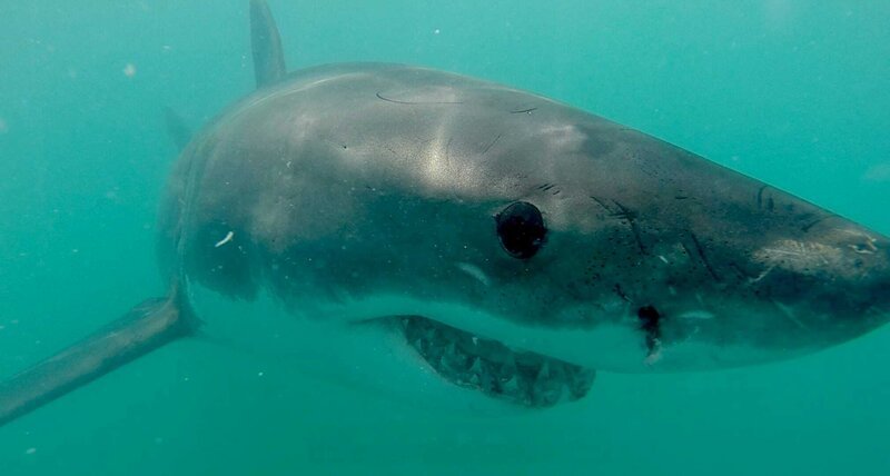 A Great White shark under water. – Bild: Copyright: Discovery Communications, Inc. For Show Promotion Only