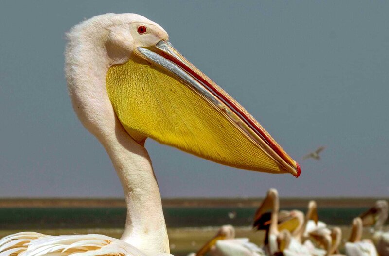 Die Pelikan-Insel – Bild: Längengrad Filmproduktion/​Nadya Dorofeeva /​ © Längengrad Filmproduktion/​Nadya Dorofeeva