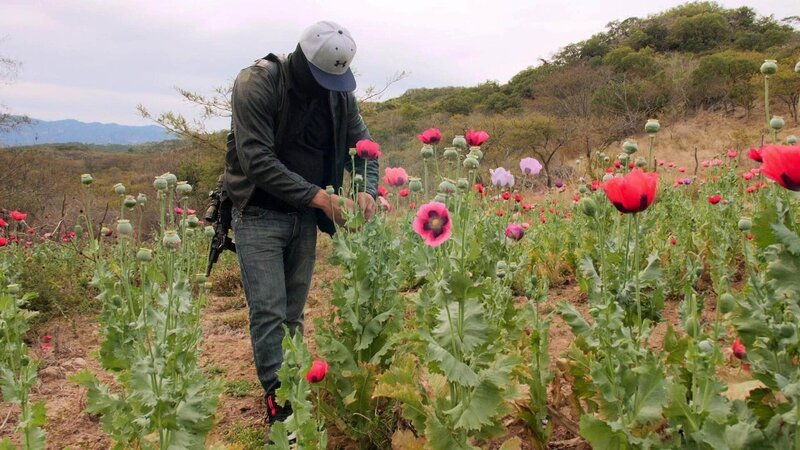 Die Doku gibt einen einmaligen Einblick in die Welt des mexikanischen Sinaloa-Drogen-Kartells. Manuel, ein Kartellmitglied geht über ein Mohnfeld. Aus diesen Pflanzen wird Heroin hergestellt. Um Heroin herzustellen, ernten sie eine braune, zähflüssige Masse aus der Pflanze. – Bild: TVNOW /​ Vincent Prado