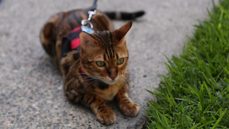 Cheeto laying down on sidewalk near the grass. – Bild: Animal Planet /​ Discovery Communications