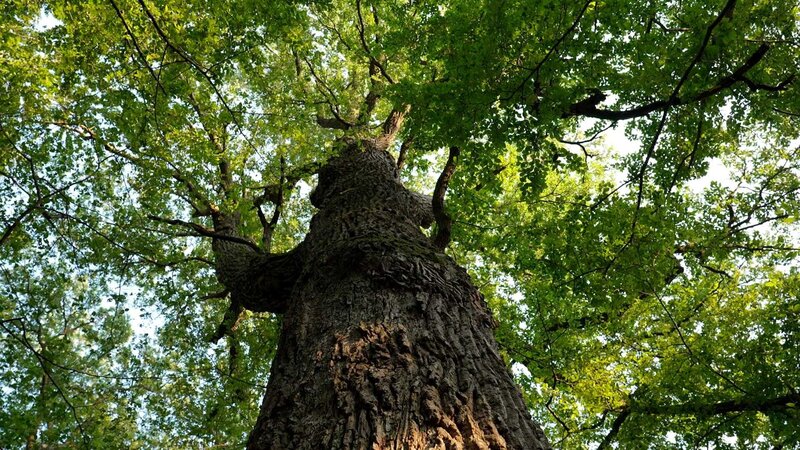 Die geheimnisvolle Sprache der Bäume – Bild: ZDF und ORF/​GICZYMEDIA.