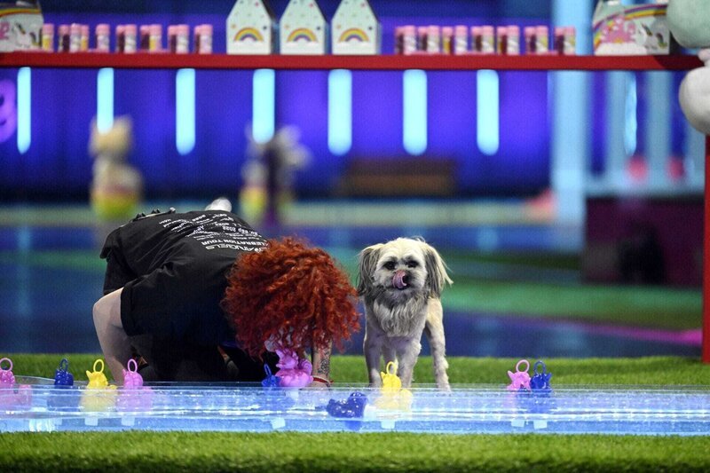 Top Dog Germany Der beste Hund Deutschlands PromiSpecial (1) fernsehserien.de Top Dog Germany Der beste Hund Deutschlands PromiSpecial (1) fernsehserien.de