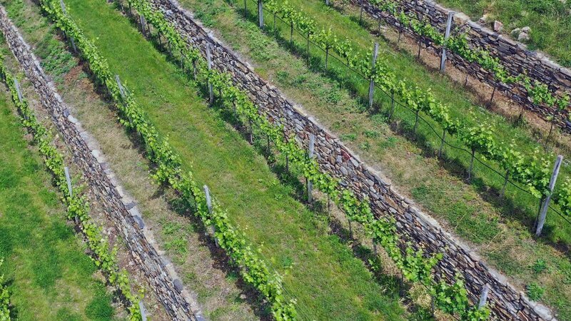 Trockensteinmauer – Weingut St. Johann/​Mauerthaler. – Bild: ORF/​filmgut thomas zeller