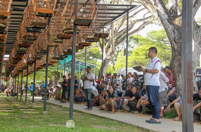 Im Kebun Baru Singing Bird Club gibt es für jede Singvogelart spezielle Wettbewerbe. – Bild: MedienKontor/​Cordula Stadter /​ © MedienKontor/​Cordula Stadter