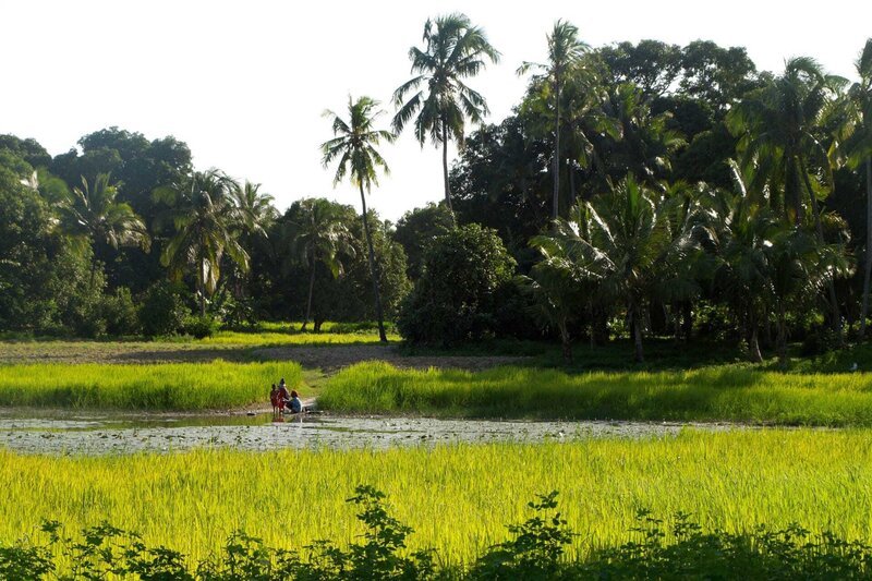 Landschaft auf Pemba, der zweitgrößten Insel Sansibars. – Bild: SR/Christian Fuchs Landschaft auf Pemba, der zweitgrößten Insel Sansibars. – Bild: SR/Christian Fuchs