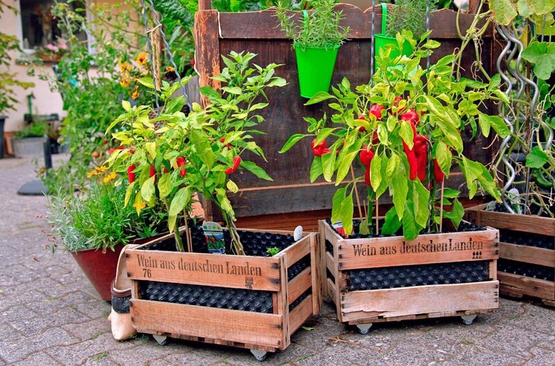43+ Swr Mein Leckerer Garten, Alle sendetermine ab 07.06.2025 im