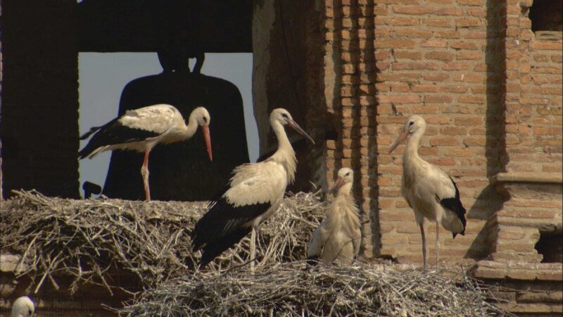 Alfaro - Die Hauptstadt der Störche – Bild: BR/​Michael Maylandt