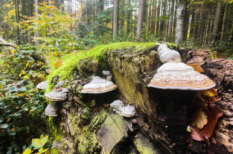 Der wilde Wald - Natur Natur sein lassen – Bild: SWR/​Sandra Schrönghammer /​ © SWR/​Sandra Schrönghammer