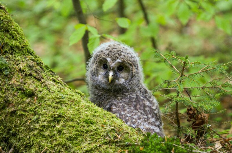 Der wilde Wald - Natur Natur sein lassen – Bild: SWR/​Franz Leibl /​ © SWR/​Franz Leibl