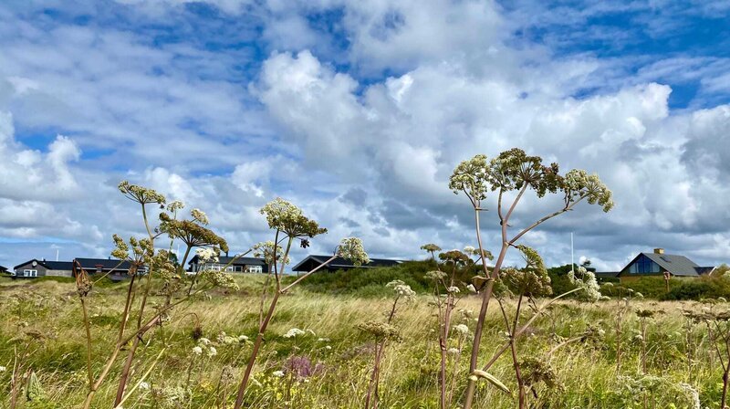 Wiesen, Heideland und Ferienhäuser – auf Fanø, Rømø und Mandø findet man vor allem eines: Ruhe. – Bild: NDR/nonfictionplanet/Till Lehmann Wiesen, Heideland und Ferienhäuser – auf Fanø, Rømø und Mandø findet man vor allem eines: Ruhe. – Bild: NDR/nonfictionplanet/Till Lehmann