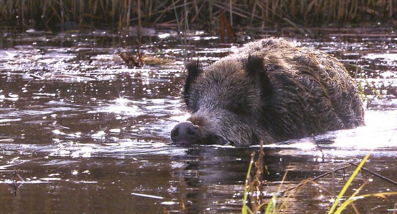 Wildschweine sind gute und ausdauernde Schwimmer. – Bild: ORF/​Wega Film