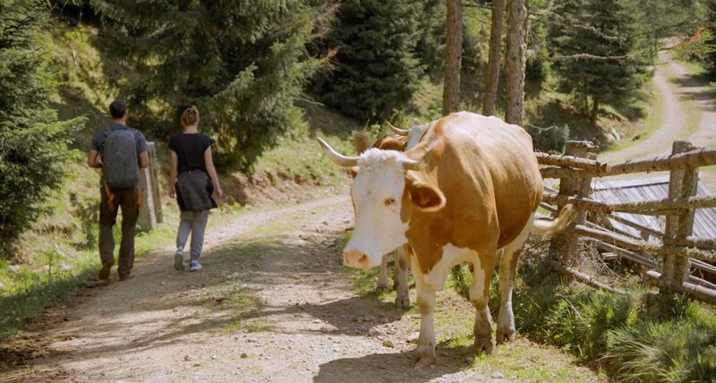 Im Bild: Kuh auf einer Forststraße. – Bild: ORF /​ Langbein & Partner