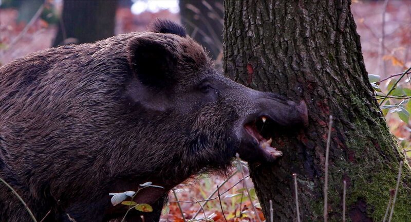 Ob Bache oder Eber – Wildschweine markieren Bäume mit Duftstoffen, die dem anderen Geschlecht signalisieren, wenn sie paarungsbereit sind. Weitere Fotos auf Anfrage. – Bild: ORF/Wega Film Ob Bache oder Eber – Wildschweine markieren Bäume mit Duftstoffen, die dem anderen Geschlecht signalisieren, wenn sie paarungsbereit sind. Weitere Fotos auf Anfrage. – Bild: ORF/Wega Film