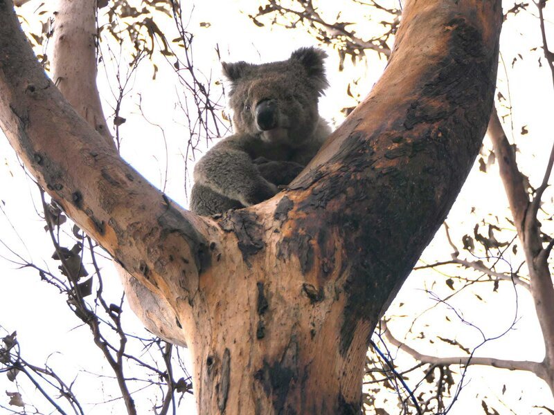 Koalla siting in a tree – Bild: Max Uechtritz