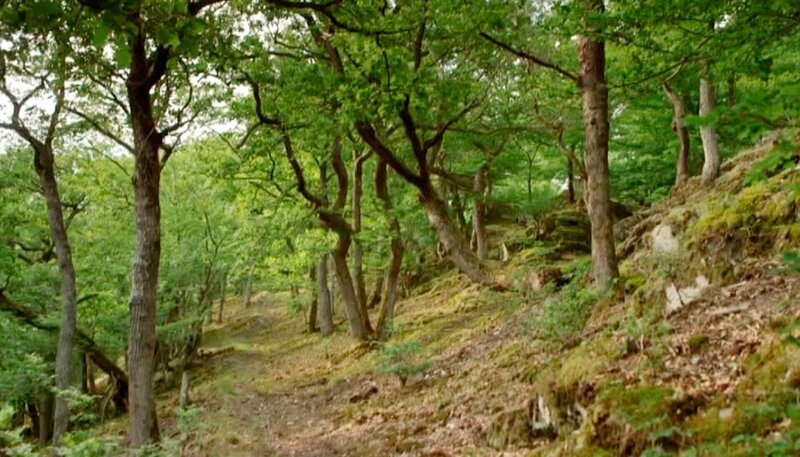 Ein alter Eichenbestand im Hinterlandswald. Diese Bäume sind über 100 Jahre alt, auch wenn sie nicht so aussehen. Doch auf dem felsigen Untergrund werden die Bäume nicht besonders dick. – Bild: HR