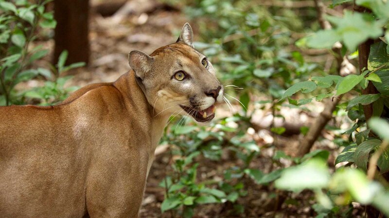 Diese Dokumentation zeigt die einzigartige Fauna Costa Ricas in beeindruckenden Bildern und deckt dabei spannende Geheimnisse des Tierreichs auf. – Puma – Bild: rbb/​WDR/​Discovery Media