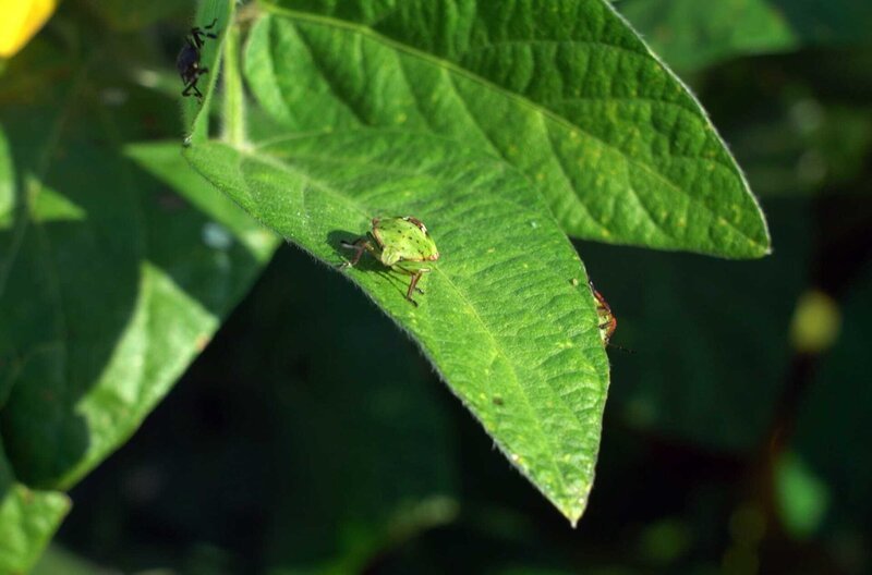 Blattläuse auf einem Soja-Blatt in Italien: Untersuchungen haben gezeigt, dass das Weglassen von Insektiziden die Ausbeute nicht beeinträchtigt. – Bild: Squawk / © Squawk Blattläuse auf einem Soja-Blatt in Italien: Untersuchungen haben gezeigt, dass das Weglassen von Insektiziden die Ausbeute nicht beeinträchtigt. – Bild: Squawk / © Squawk