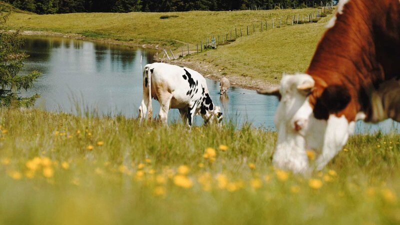 Erlebnis Österreich aus dem Landesstudio Kärnten: „Leben in den Nockbergen“, Das Erlebnis Österreich führt in die Bergwelten der Kärntner Nockberge. Von Kaning über Feld am See, Afritz und Fresach bis nach Arriach, begegnen wir Landwirten, denen das Bauerndasein in die Wiege gelegt wurde, als auch Gastwirte, bei denen Nachhaltigkeit und natürliche Lebensmittel aus der Region Lebensqualität bedeuten. Im Bild: Schwarzsee in Afritz. – Bild: BR, ORF, Ranfilm / BR/ORF/Ranfilm Erlebnis Österreich aus dem Landesstudio Kärnten: „Leben in den Nockbergen“, Das Erlebnis Österreich führt in die Bergwelten der Kärntner Nockberge. Von Kaning über Feld am See, Afritz und Fresach bis nach Arriach, begegnen wir Landwirten, denen das Bauerndasein in die Wiege gelegt wurde, als auch Gastwirte, bei denen Nachhaltigkeit und natürliche Lebensmittel aus der Region Lebensqualität bedeuten. Im Bild: Schwarzsee in Afritz. – Bild: BR, ORF, Ranfilm / BR/ORF/Ranfilm