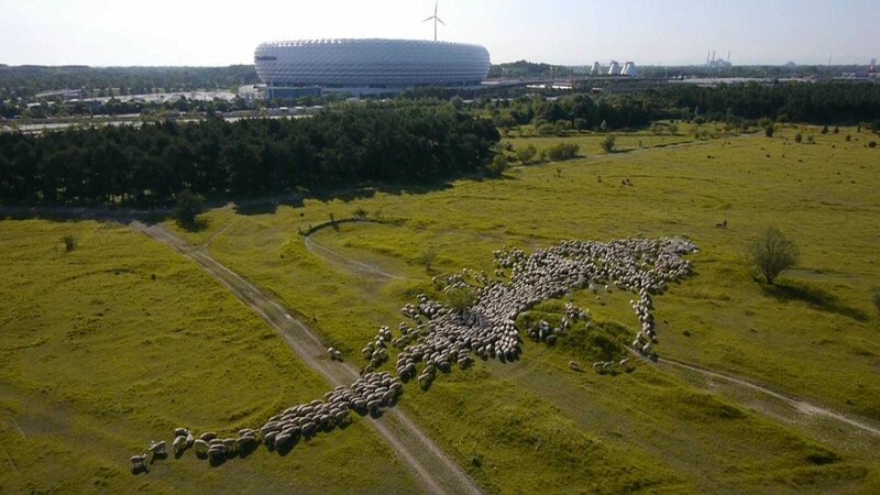 Eine Schafherde vor der Fußballarena in München. – Bild: BR/​Markus Schmidbauer