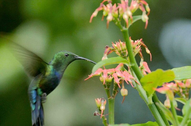 Der Blaustern-Antillenkolibri ist weniger als 12 Zentimeter groß und verdankt seinen Namen seinem metallisch grünen Gefieder. Er sammelt nur am Morgen und im letzten Licht des Tages den Nektar. – Bild: Rémi Laugier/​Cosmopolitis Productions /​ Der Blaustern-Antillenkolibri ist weniger als 12 Zentimeter groß und verdankt seinen Namen seinem metallisch grünen Gefieder. Er sammelt nur am Morgen und im letzten Licht des Tages den Nektar.