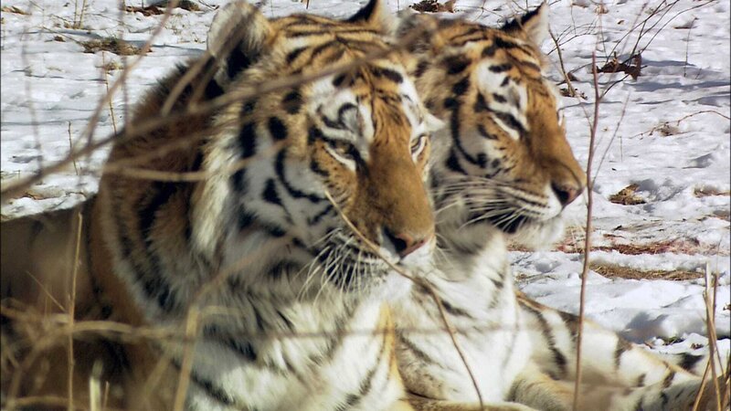 Two Siberian tigers lie side by side. – Bild: Copyright: Discovery Communications, Inc. For Show Promotion Only