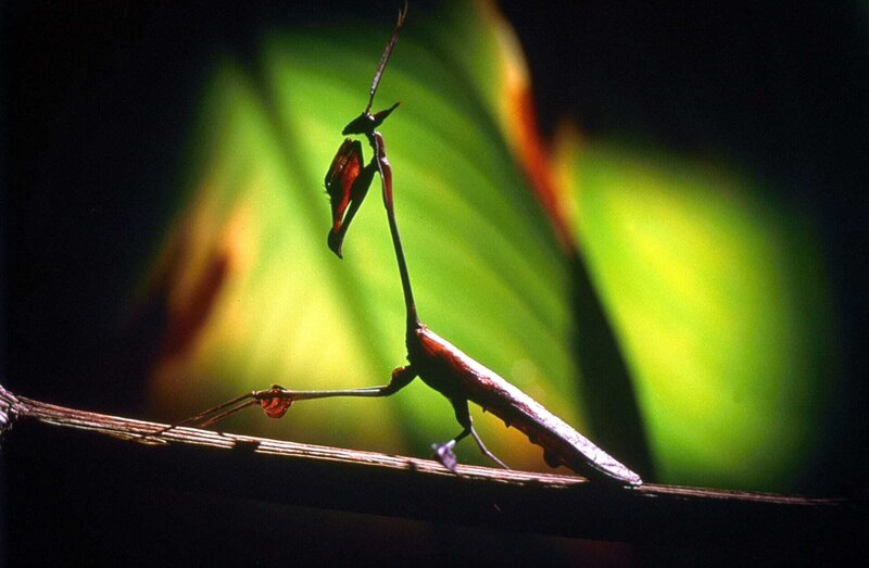 Das Alien-Insekt - Die Gottesanbeterin – Bild: 3sat