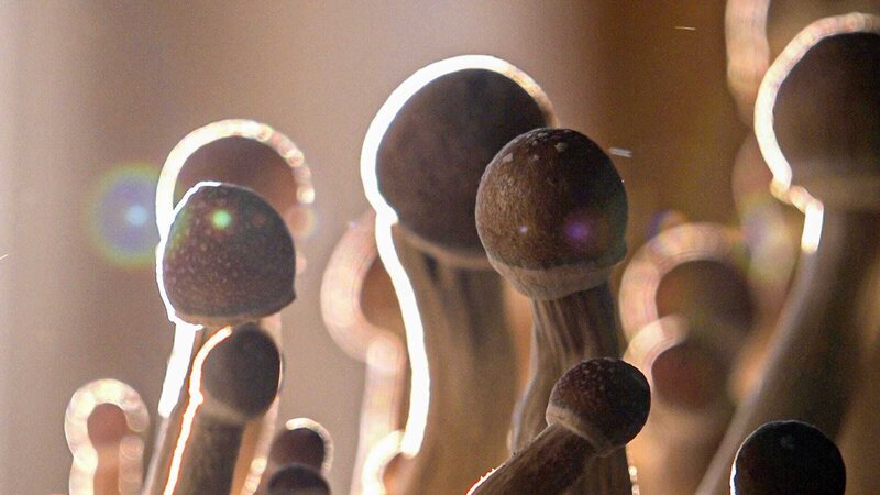 Psilocybin ist der Wirkstoff in magischen Pilzen. – Bild: ZDF und ORF/​Langbein & Partner.