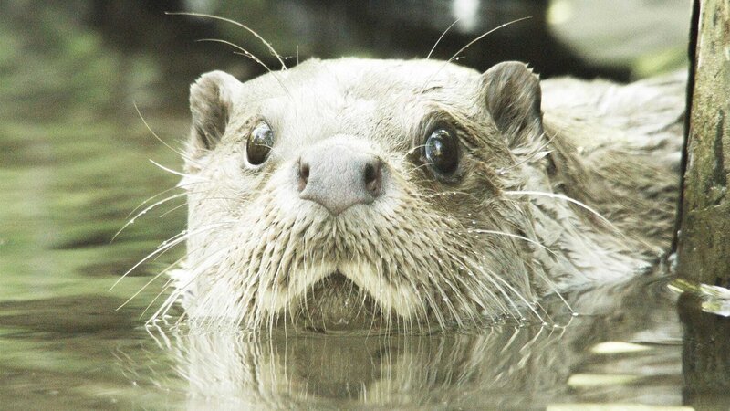 An otter – Bild: CuriosityStream Inc.
