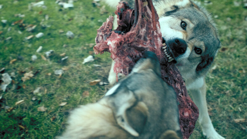 The Hunting – Bild: Silverline