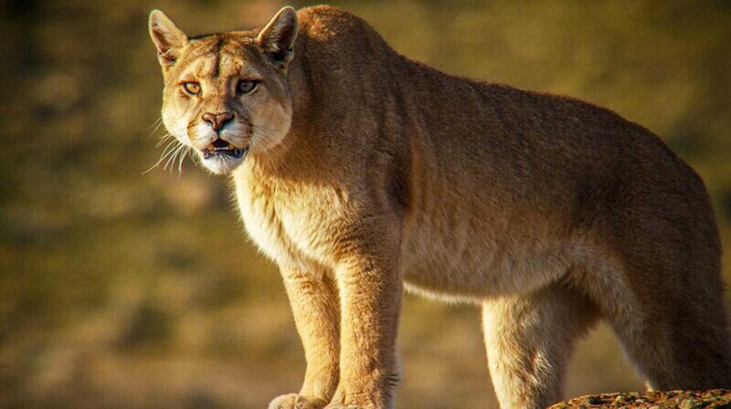 Pumas - In der Wildnis Patagoniens – Bild: phoenix/​ZDF/​Christiaan Munoz Salas