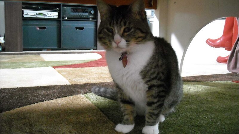 Xena the cat inside the house. – Bild: Kerri Kushlan /​ Animal Planet /​ Discovery Communications