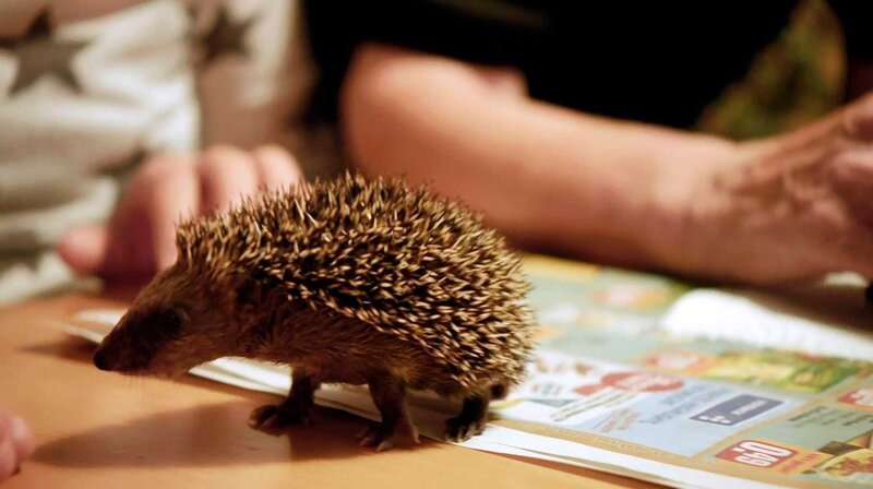Ein Igel-Junges wird aufgepäppelt. – Bild: BR