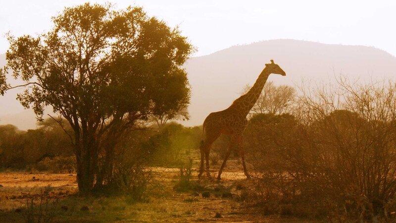 Giraffe Die Verwendung des sendungsbezogenen Materials ist nur mit dem Hinweis und Verlinkung auf TVNOW gestattet. – Bild: TVNOW / © Flair Production 2018 Giraffe Die Verwendung des sendungsbezogenen Materials ist nur mit dem Hinweis und Verlinkung auf TVNOW gestattet. – Bild: TVNOW / © Flair Production 2018
