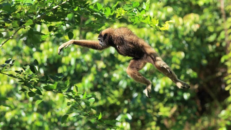Müller-Gibbons leben in Baumkronen und hangeln sich schwingend durch das Geäst der tropischen Regenwälder. – Bild: ZDF und Matt Hamilton.