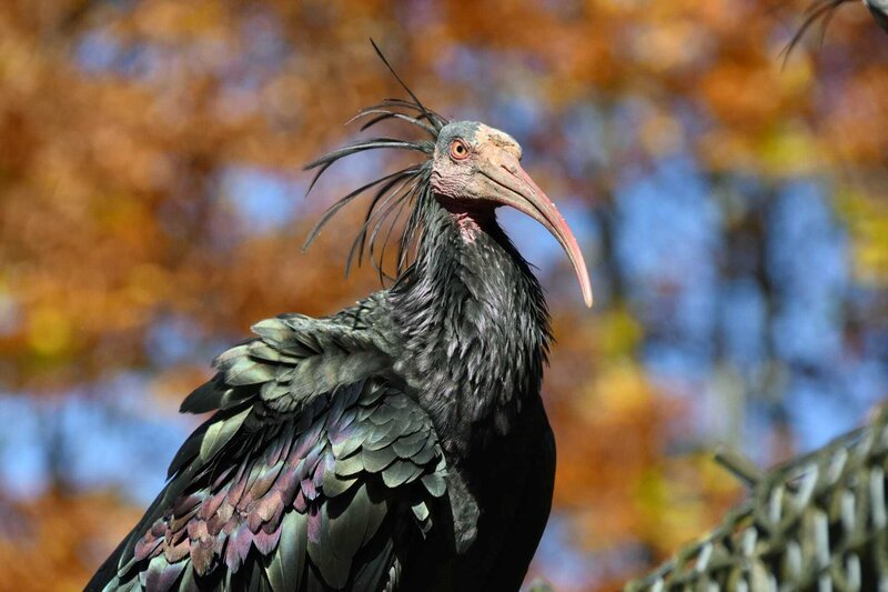 Faszinierender Waldrapp im Wildpark Grünau. – Bild: ORF/Landesstudio Oberösterreich Faszinierender Waldrapp im Wildpark Grünau. – Bild: ORF/Landesstudio Oberösterreich