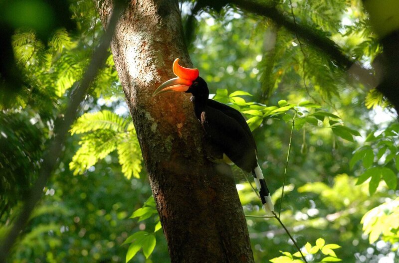 Der zur Calao-Familie zählende Hornvogel ist eine in Thailand bedrohte Tierart. – Bild: Payai Creation Co. Ltd / Der zur Calao-Familie zählende Hornvogel ist eine in Thailand bedrohte Tierart. Der zur Calao-Familie zählende Hornvogel ist eine in Thailand bedrohte Tierart. – Bild: Payai Creation Co. Ltd / Der zur Calao-Familie zählende Hornvogel ist eine in Thailand bedrohte Tierart.