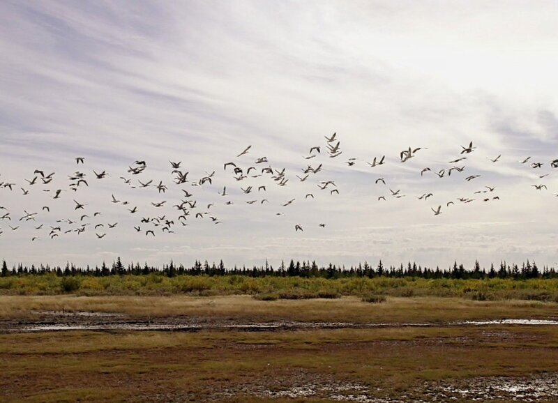 Sommerwildnis Hudson Bay Staffel 1, Episode 7 Die Hudson Bay im Sommer – Bild: SRF1