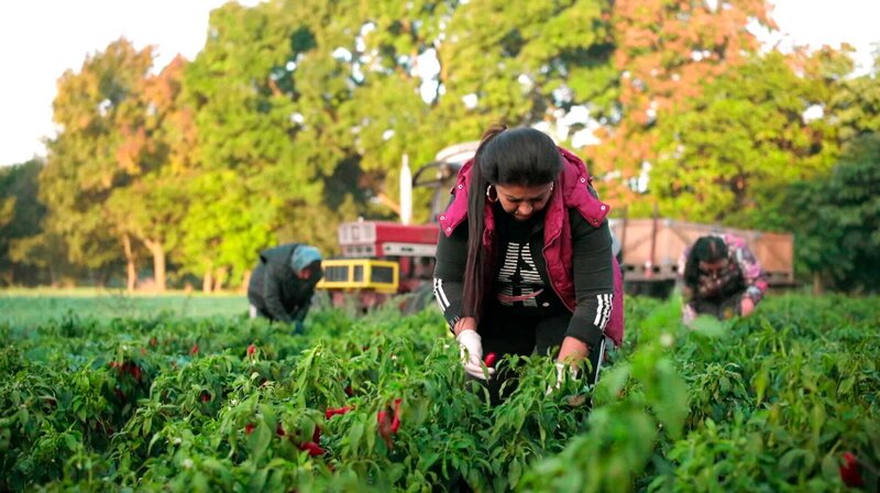 Ungarns rotes Gold in Gefahr – Bild: MDR