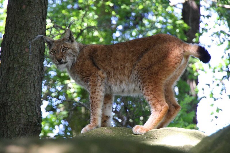 Luchs steht auf Felsen, Blick in Kamera – Bild: ZDF und Michael Gärtner