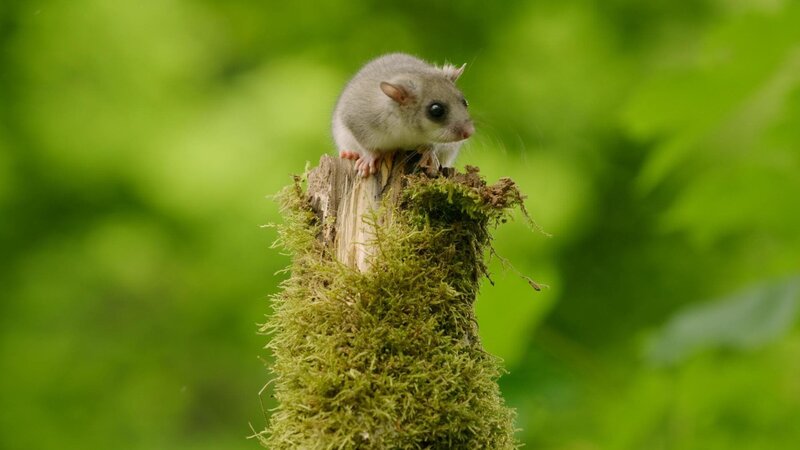 Wildes Prag – Bild: Kuli Film, BR /​ OndÅ™ej ProsickÃ½ /​ BR/​Kuli Film/​OndÅ™ej ProsickÃ½