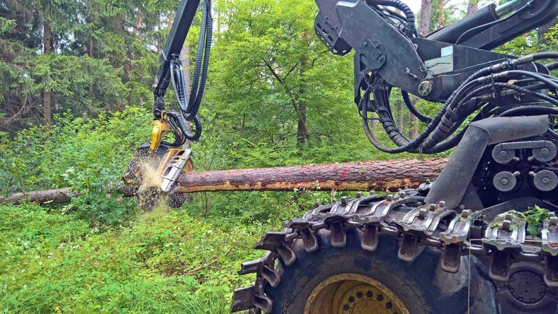 Bildunterschrift: Ausgangsmaterial für den Großteil der im Handel erhältlichen Einbauküchen ist der Rohstoff Holz. – Bild: WELT Bildunterschrift: Ausgangsmaterial für den Großteil der im Handel erhältlichen Einbauküchen ist der Rohstoff Holz. – Bild: WELT